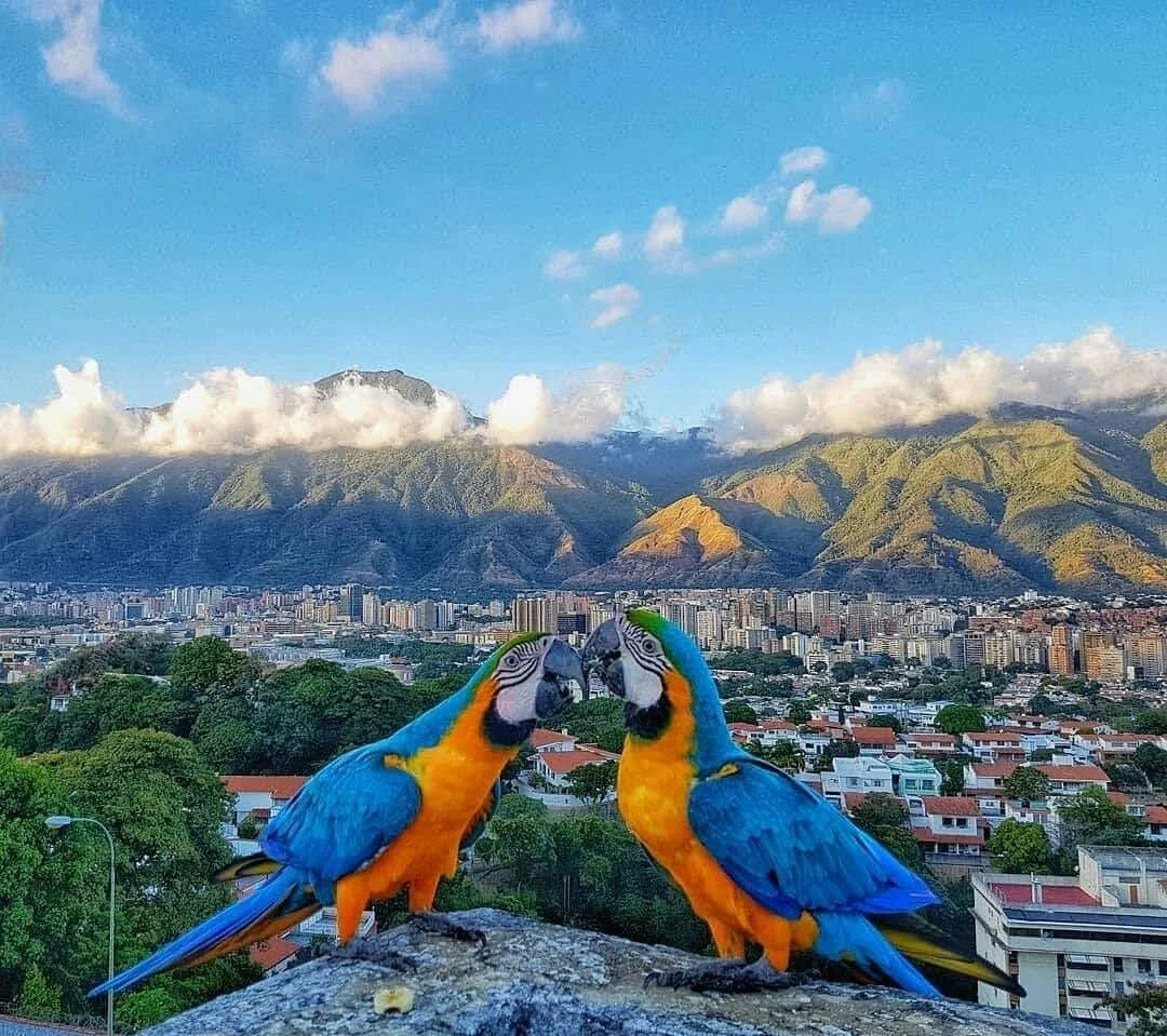Two macaws overlooking Caracas, Venezuela