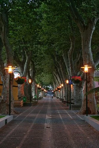 Tree-lined promenade at dusk in Machico, Madeira